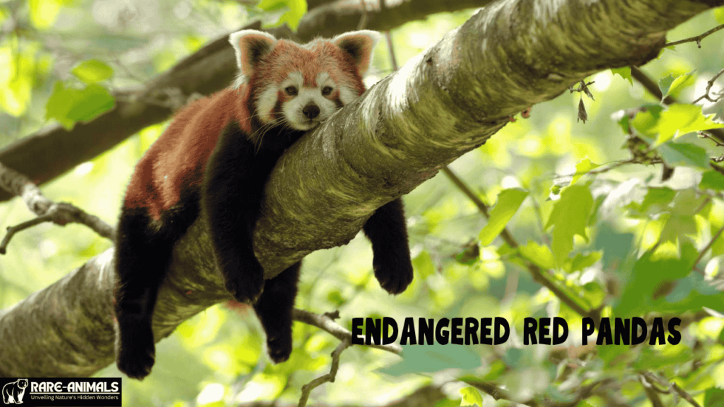 endangered red pandas
