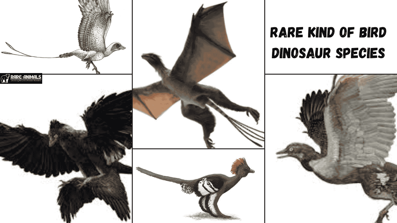 rare kind of bird dinosaur species