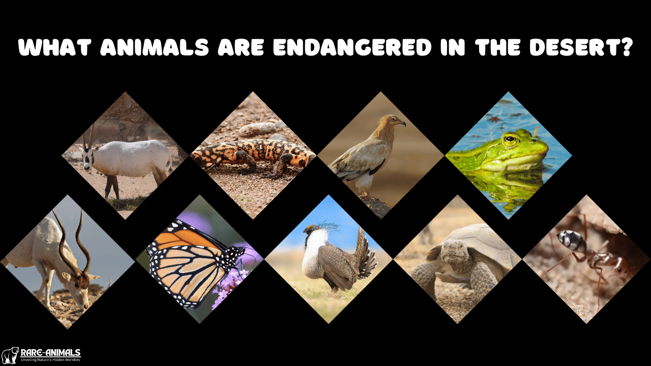 what animals are endangered in the desert​?