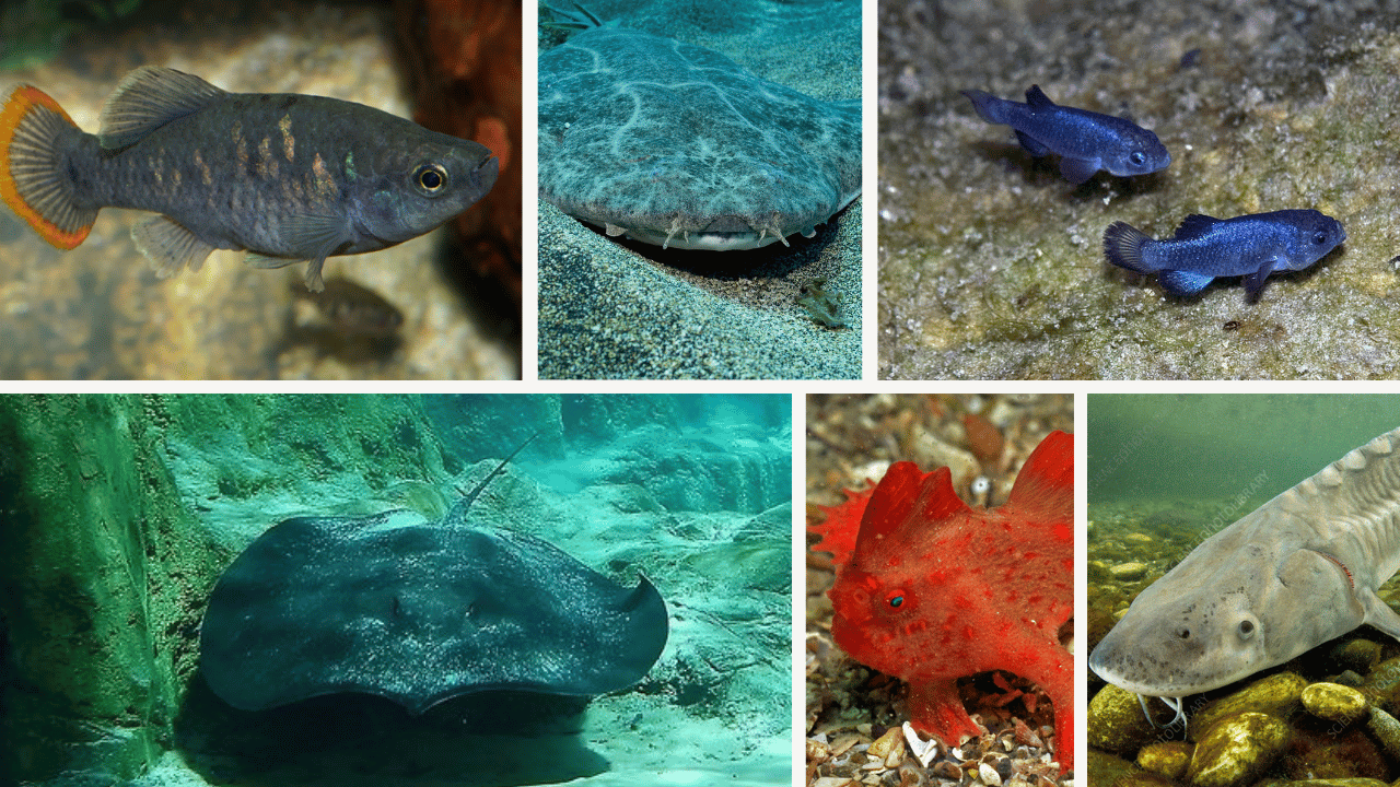 10 Critically Endangered Fish Species You Should Know About