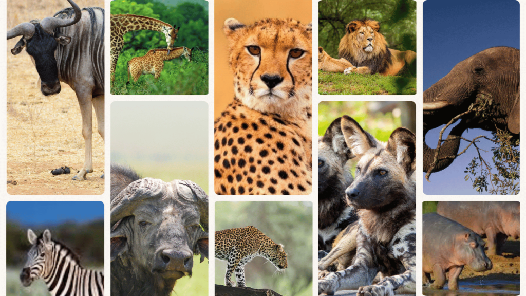 10 Iconic Wildlife Species of the African Savanna