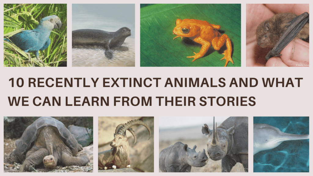 10 Recently Extinct Animals and What We Can Learn From Their Stories