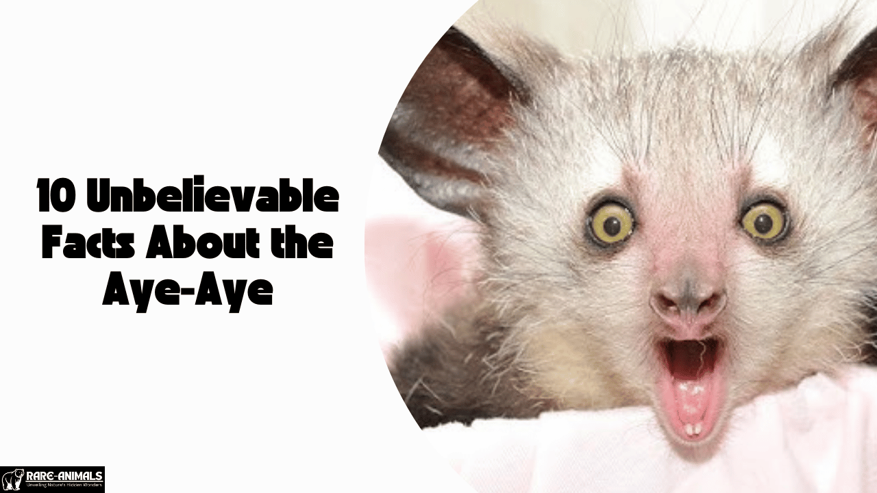 10 Unbelievable Facts About the Aye-Aye, Nature's Oddball