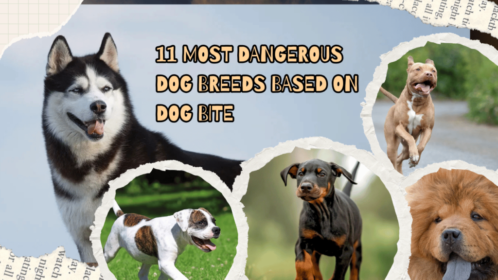 11 Most Dangerous Dog Breeds Based on Dog Bite