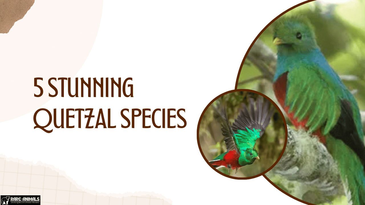 5 Stunning Quetzal Species