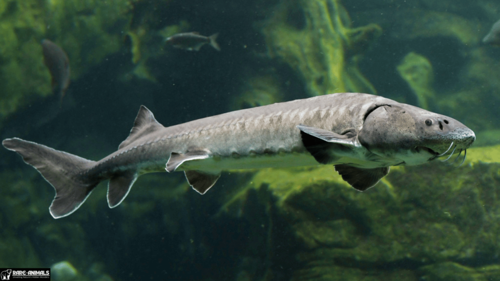 Adriatic Sturgeon (Acipenser naccarii)  