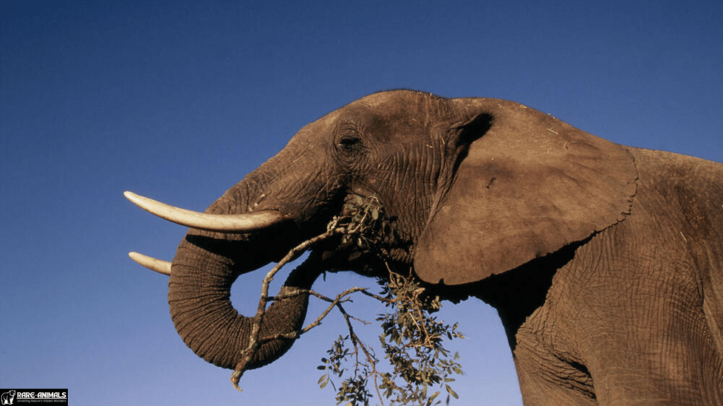 African Elephant