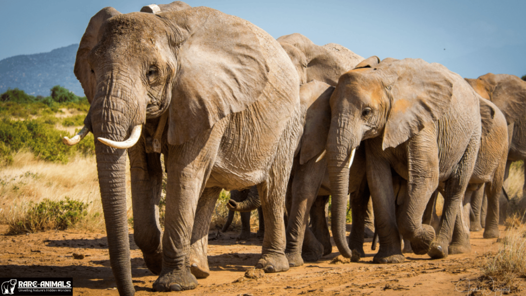  African Elephant