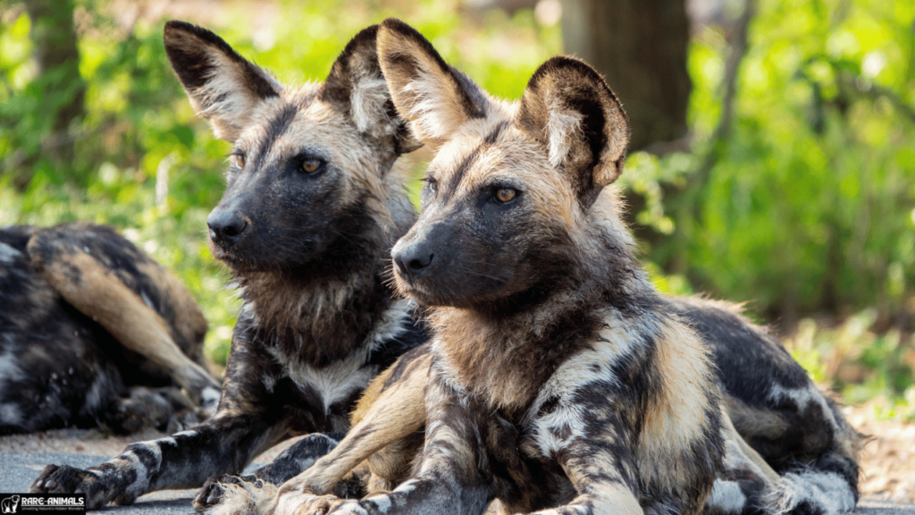 African Wild Dog (Lycaon pictus)