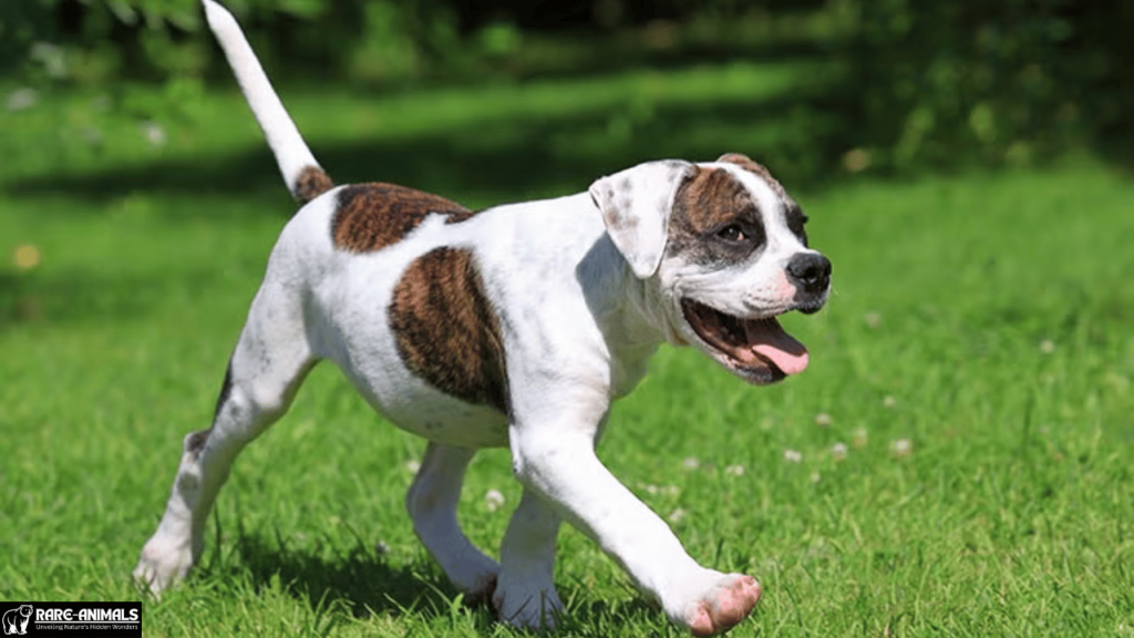 American Bulldog
