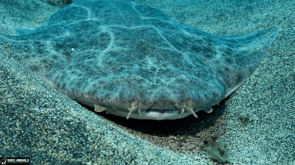 Angel Shark (Squatina squatina)