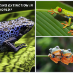 Are Frogs Facing Extinction in the Modern World?