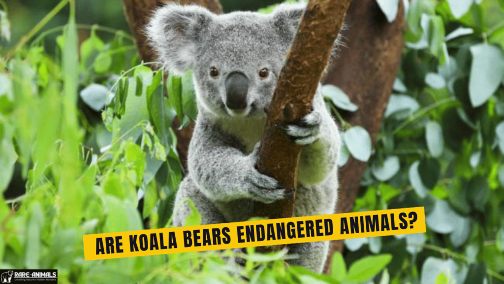 Are Koala Bears Endangered Animals Understanding Their Conservation Status