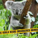 Are Koala Bears Endangered Animals Understanding Their Conservation Status