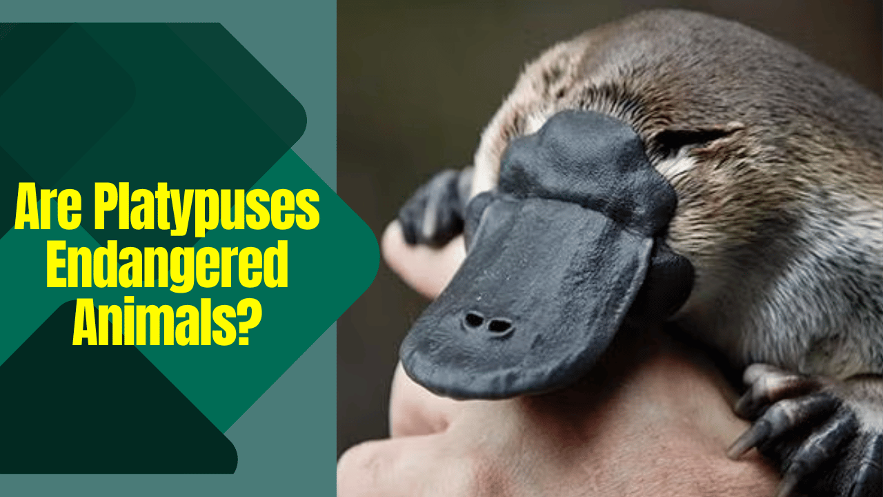 Are Platypuses Endangered Animals