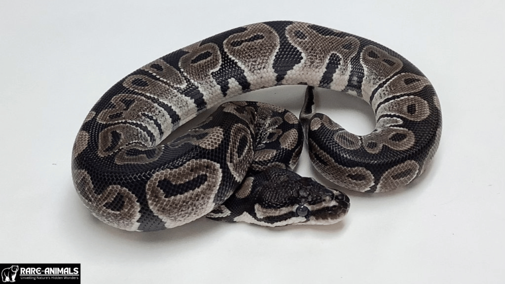 Axanthic Ball Pythons