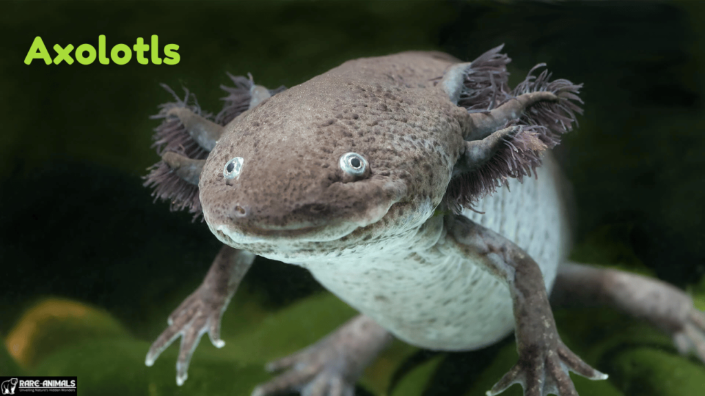 Axolotls