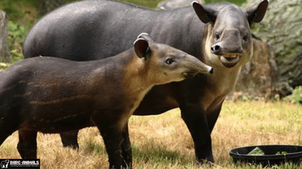 Baird’s Tapir (Tapirus bairdii)