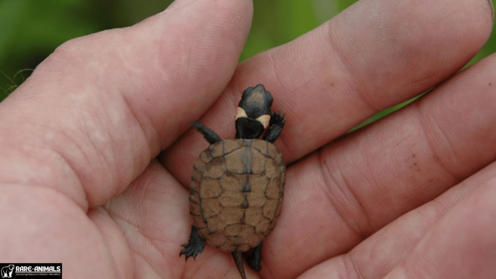 Bog Turtle