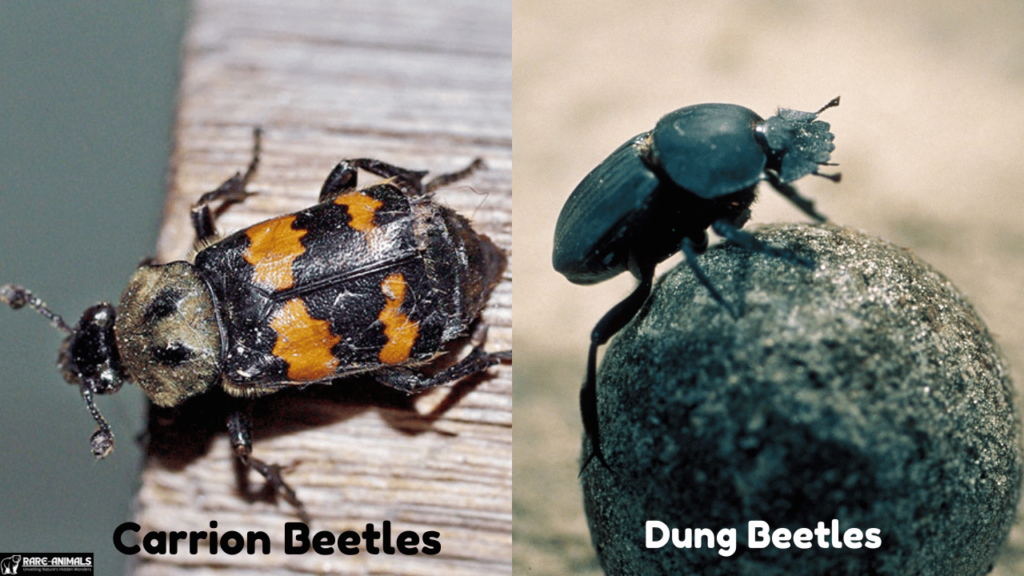 Carrion Beetles, Dung Beetles