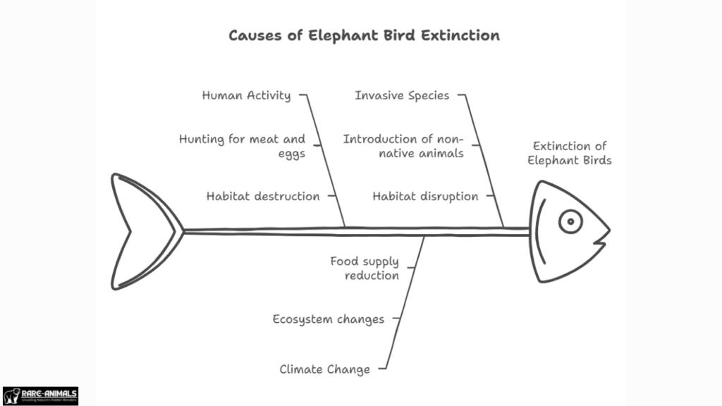 Causes of Elephant Bird Extinction