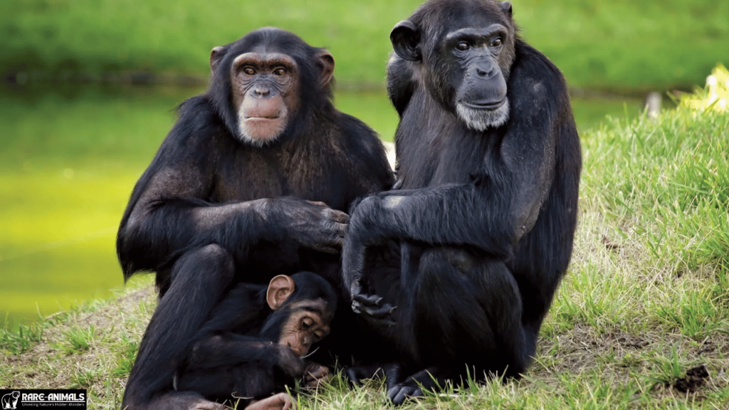 Chimpanzees