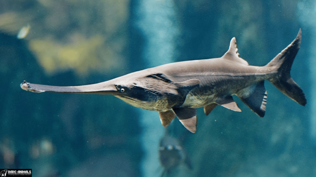 Chinese Paddlefish (Psephurus gladius)