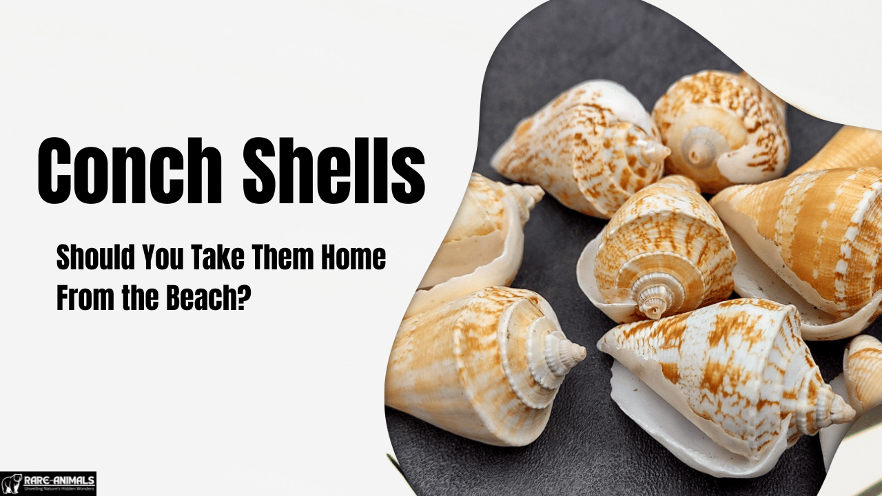 Conch Shells