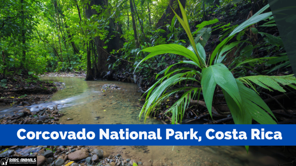 Corcovado National Park, Costa Rica