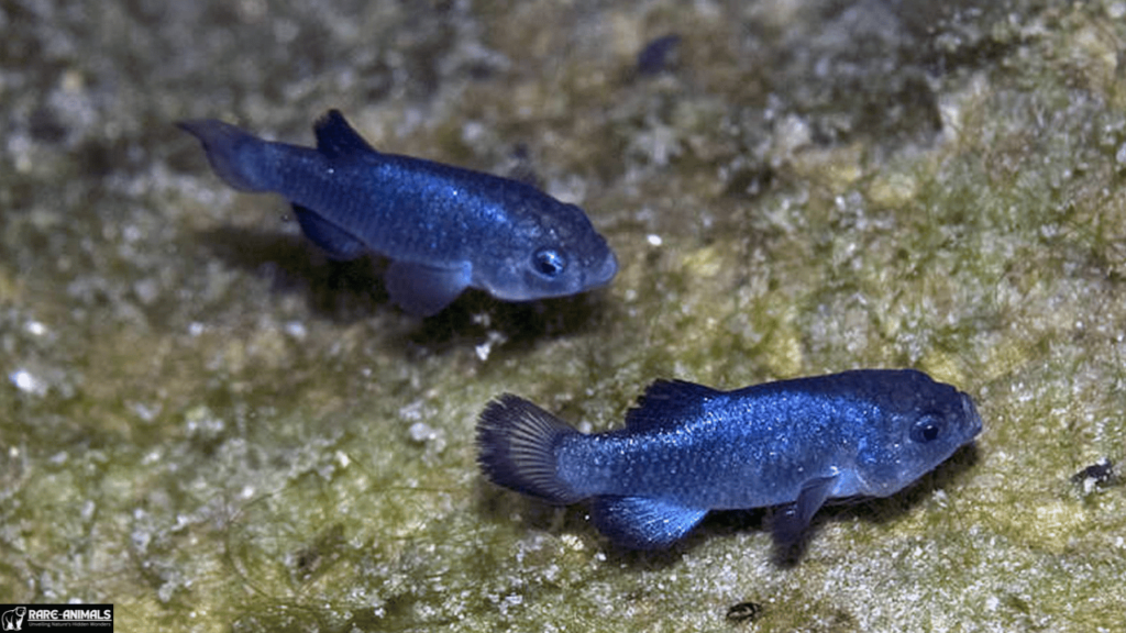 Devils Hole Pupfish (Cyprinodon diabolis)