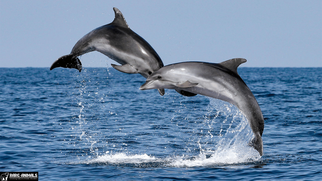 Dolphins