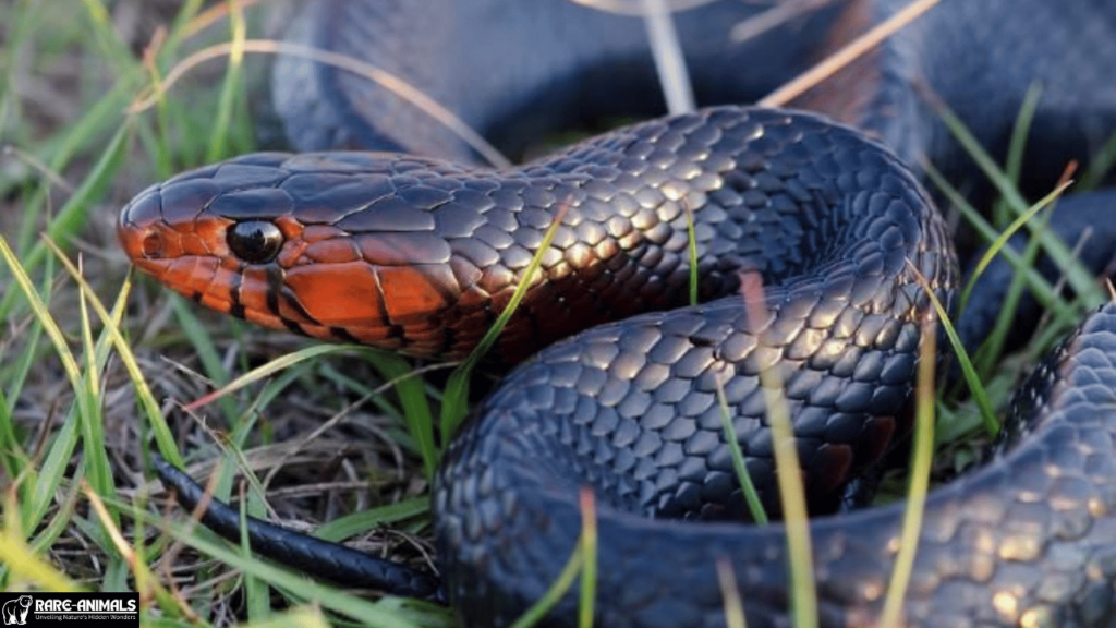 Eastern Indigo Snake