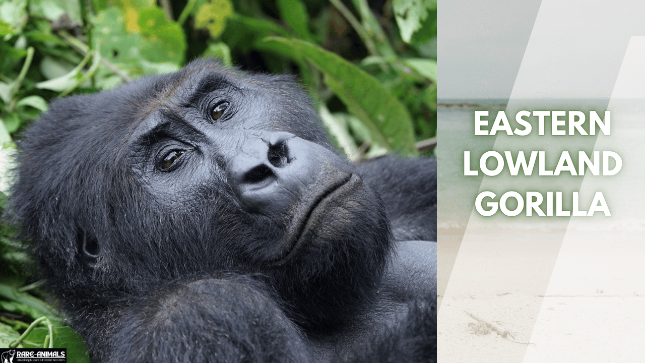 Eastern Lowland Gorilla