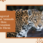 Endangered Rainforest Animals and How Deforestation Impacts Them