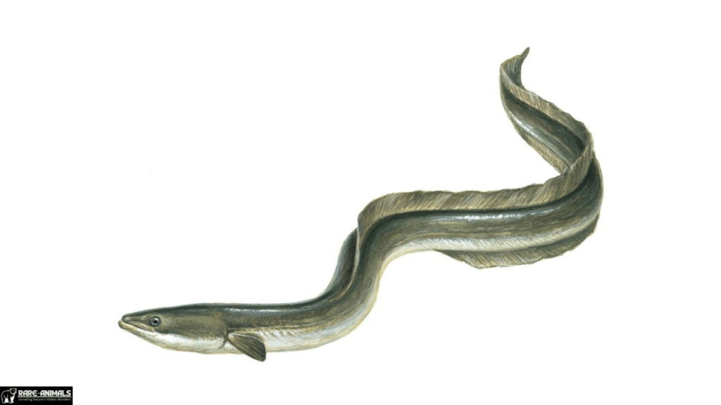 European Eel (Anguilla anguilla)