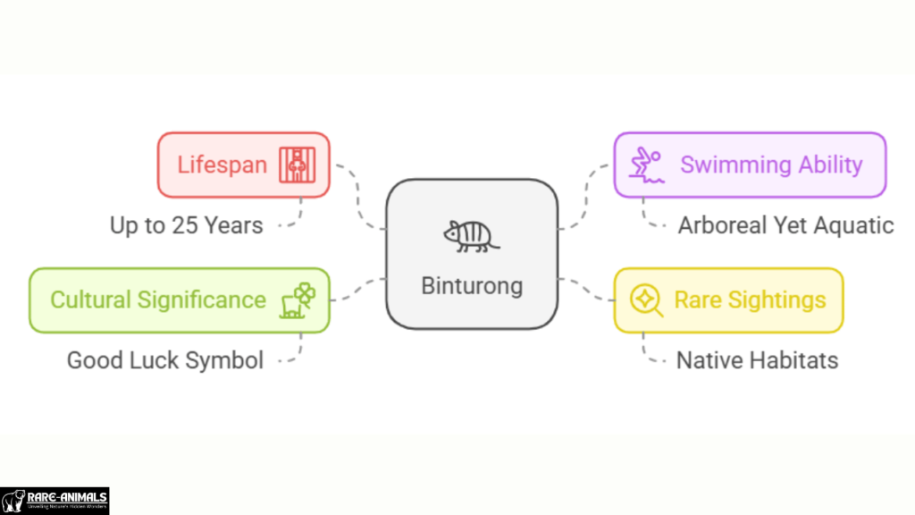 Fascinating Facts About Binturongs