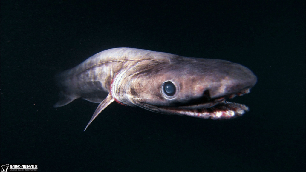 Frilled Shark (Chlamydoselachus anguineus)