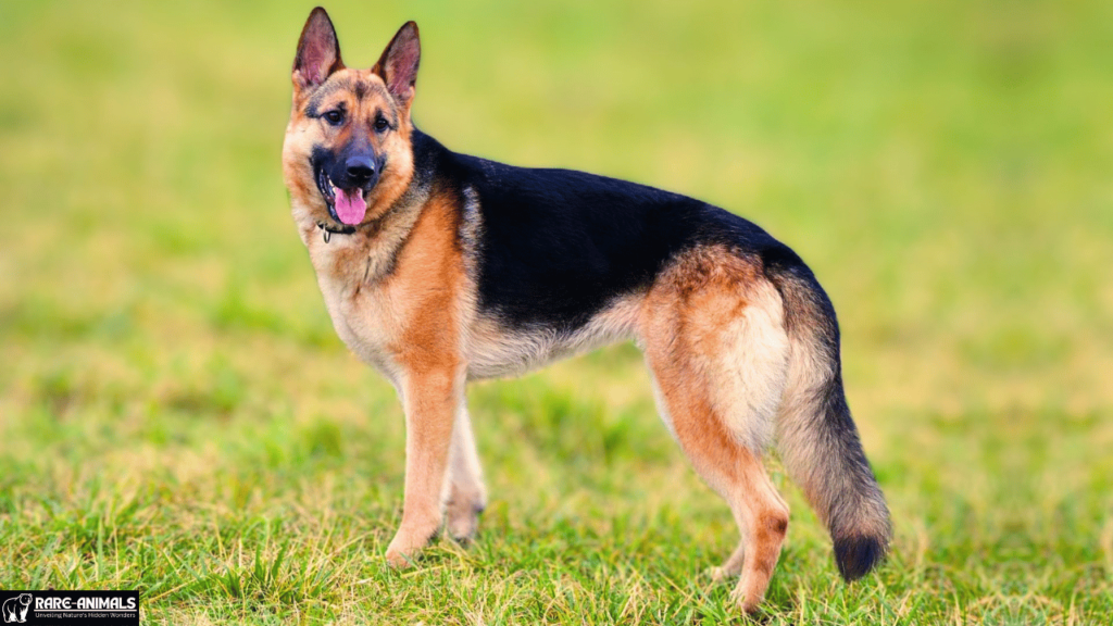 German Shepherd