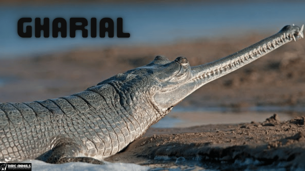 Gharial