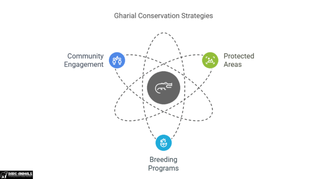 Gharial Conservation Strategies