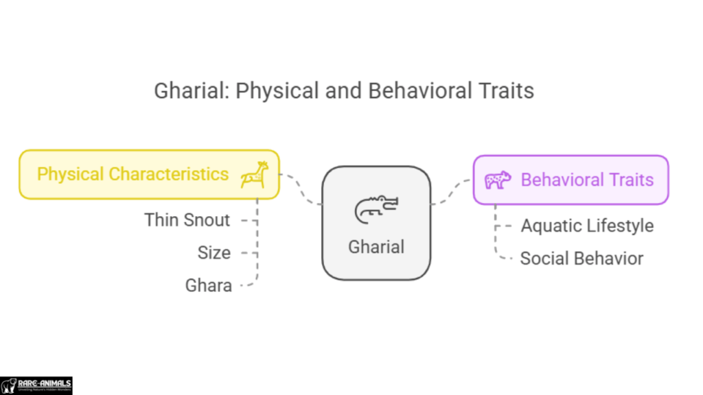 Gharial Physical and Behavioral Traits