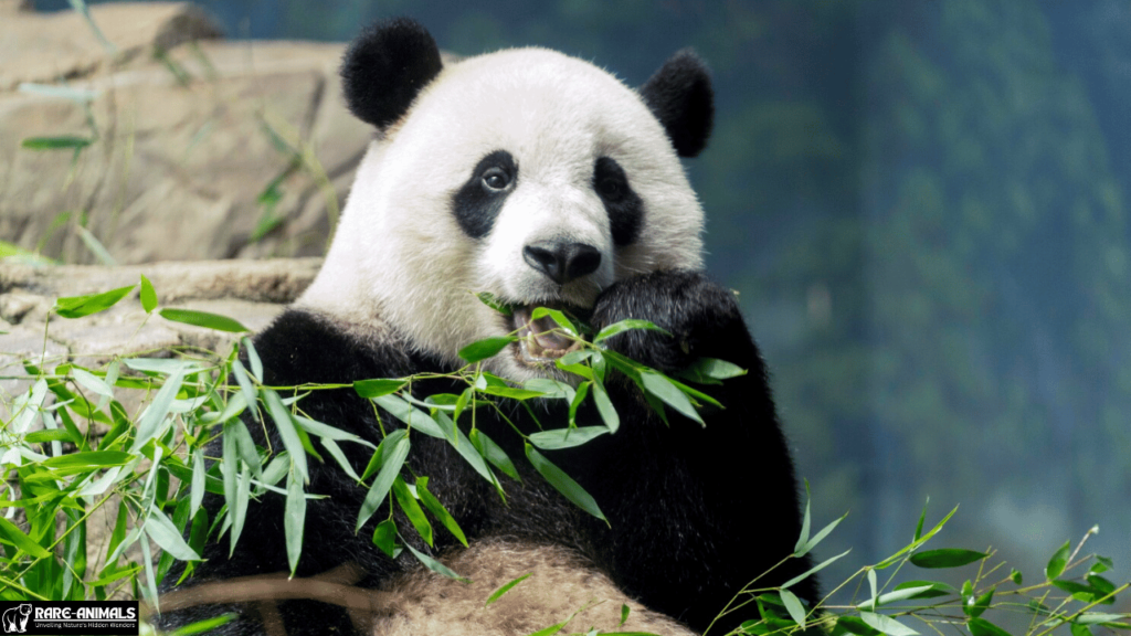 Giant Panda (China)