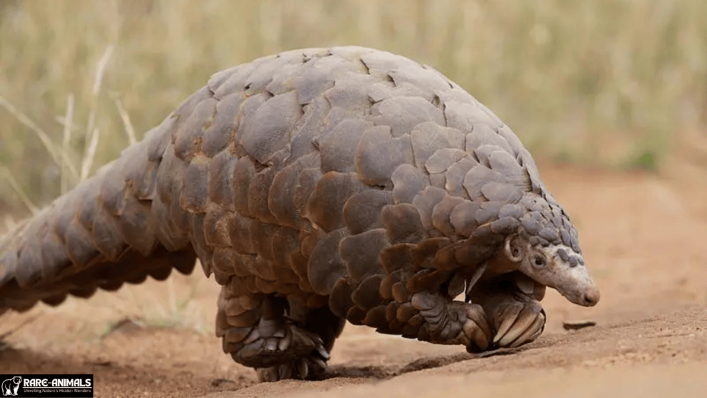 Giant Pangolin (Smutsia gigantea)