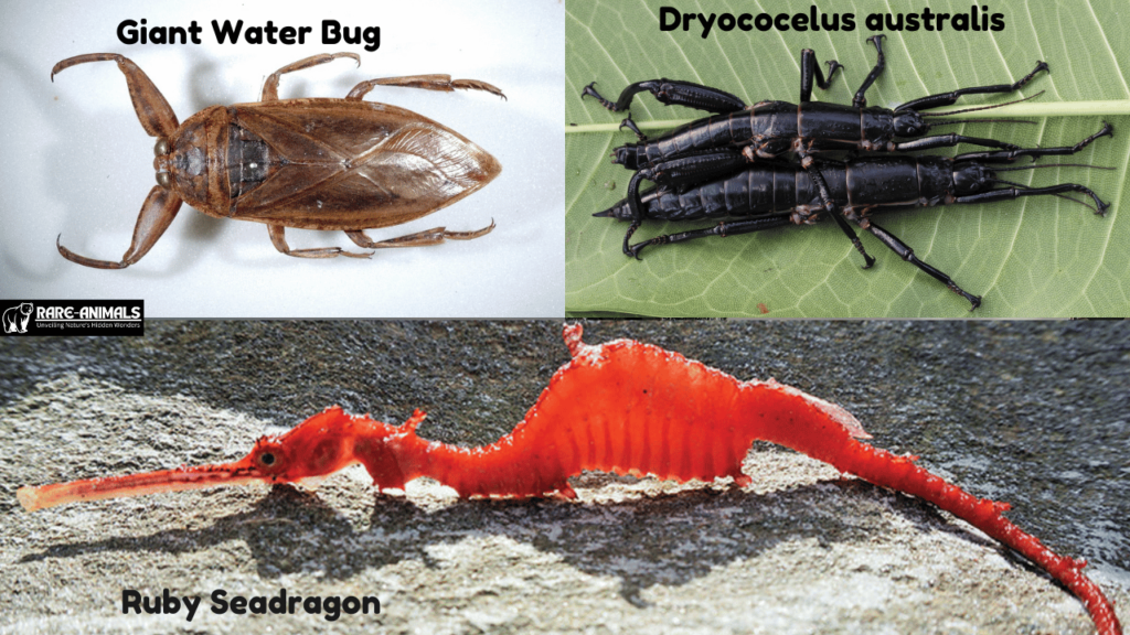 Giant Water Bug, Dung Beetles , Ruby Seadragon