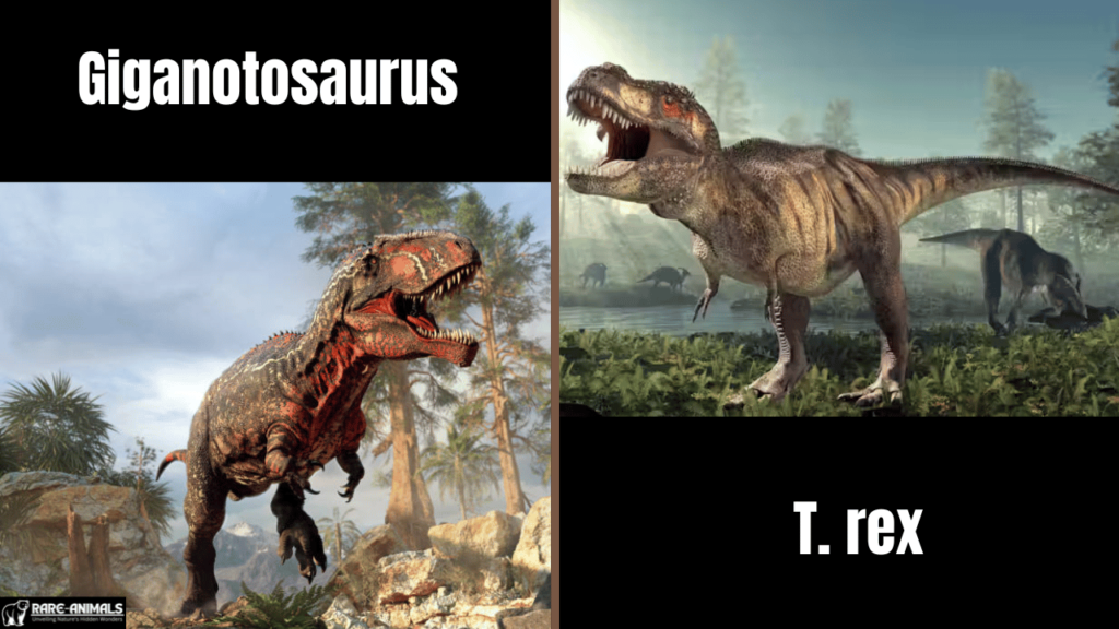 Giganotosaurus Compare to T. rex