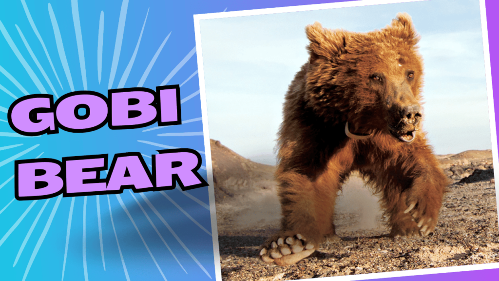 Gobi Bear