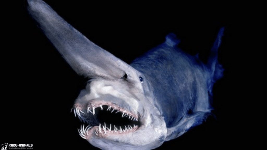 Goblin Shark (Mitsukurina owstoni)