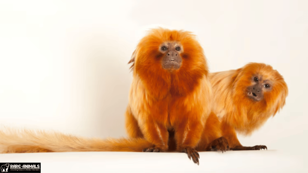 Golden Lion Tamarin