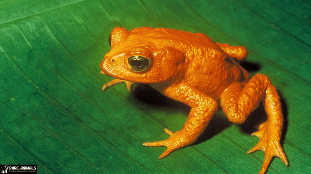 Golden Toad