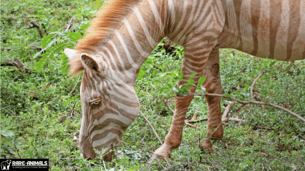 Golden Zebras